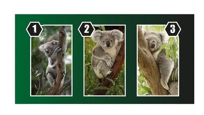 Tes Kepribadian: Apakah Kamu Memiliki Mental yang Sehat Saat ini? Pilih Satu Koala Tanpa Pikir Panjang