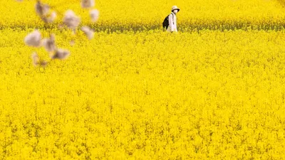 Psikologi Warna Kuning: Si Tukang Cemas Perfeksionis yang Hobi Halu dan Punya Harapan Tinggi Tapi Menyenangkan