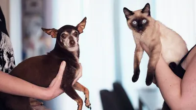 Ternyata Kepribadian Pecinta Kucing Lebih Kreatif Loh dari Yang Memelihara Anjing, Tetapi Sifat Mereka juga..
