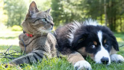 Kenali Lebih dalam Dirimu Melalui Tes Kepribadian: Karakter Berdasarkan Hewan yang Disukai, Bagaimana bila Kucing atau Anjing?