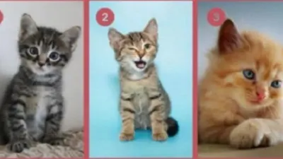 Ilustrasi tes kepribadian lewat kucing kesukaan