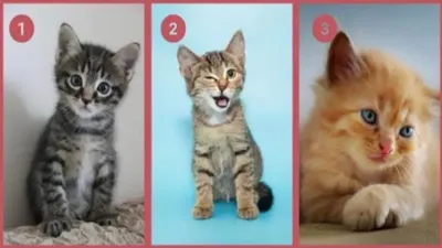Tes Kepribadian: Pilih Kucing Mana yang Paling Menarik? Ketahui Kamu Sosok yang Bisa Diandalkan atau Tidak 