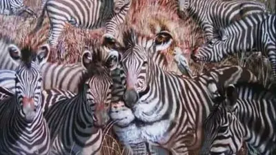 Tes Kepribadian: Lihat Zebra, Singa, atau Burung? Cari Tahu Apakah Kamu Egois, Perfeksionis, atau Humoris dari Gambar Pertama yang Kamu Lihat
