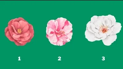 Tes Psikologi: Pilih Salah 1 Bunga Camelia Ini dan Ketahui Bagaimana Gaya Kepemimpinanmu