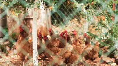  5 Daftar Ide Usaha Ternak di Lahan Sempit yang Cepat Balik Modal
