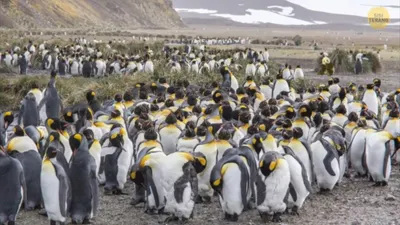 Tes Penglihatan: Temukan Seekor Panda di Antara Penguin