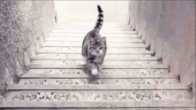 Tes Psikologi : Kucing Ini Turun Tangga atau Naik Tangga?