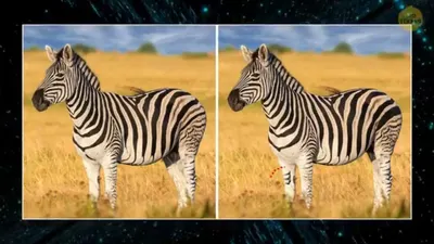 Tes IQ: Buktikan Kemampuan Observasimu dengan Temukan 5 Perbedaan pada Gambar Zebra Ini