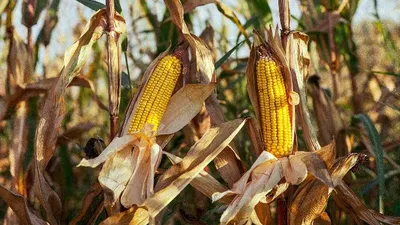 Sektor Pertanian Jagung di Indonesia Meningkat pada 2024, Apakah Cukup Penuhi Kebutuhan Nasional?