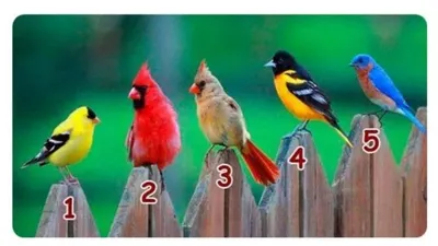 Tes Kepribadian: Kamu Orang yang Sulit Diprediksi atau Pendiam? Ketahui Jawabannya dari Burung Mana yang Menarik Perhatian Kamu!