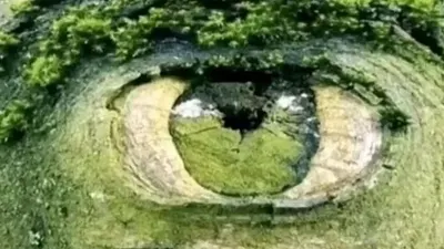 Tes Kepribadian: Mata atau Pepohonan Gambar yang Pertama Kali Kamu Lihat?