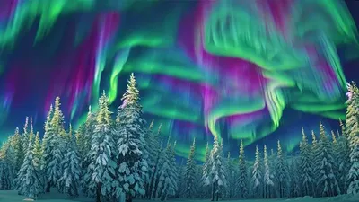Tes Ilusi Optik: Seberapa Tinggi Daya Nalar Kamu, Coba Temukan Satu Rusa yang Tersembunyi di Dalam Gambar Aurora Ini