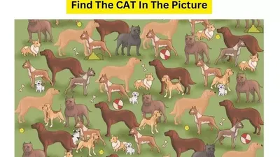 Tes Penglihatan: Coba Temukan Seekor Kucing di Antara Anjing Ini