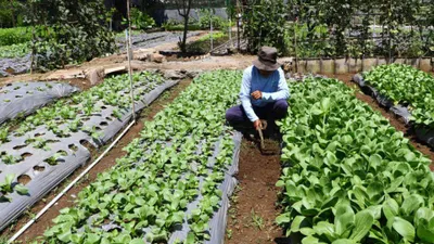 Warga merawat sayuran di Buruan Sae Boemi Tani Singgasana Kota Bandung, Senin, 13 Maret 2023. 