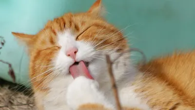Ilustrasi. Hal-hal yang Dilakukan Kucing untuk Menunjukkan Dia Sangat Sayang Kepadamu