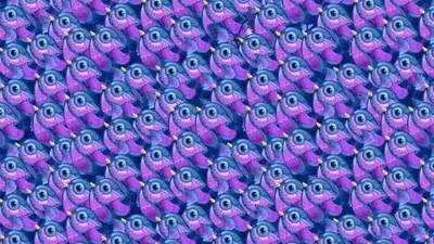 Dalam tes IQ ini, coba temukan gambar kupu-kupu tersembunyi di antara burung pada gambar di bawah ini!