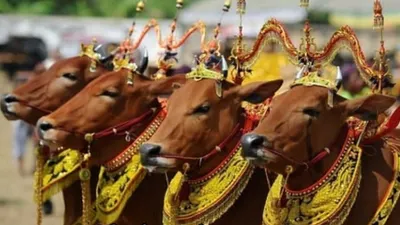 7 Tradisi Unik Menyambut Perayaan Idul Adha yang Hanya Ada di Indonesia, Salah Satunya Sapi Harus Dirias