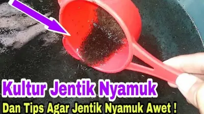 Ketersediaan jentik nyamuk (encuk) bisa menjadi ide usaha dengan peternakan ikan atau pemilik ikan hias sebagai segmentasi sasaran pasar.
