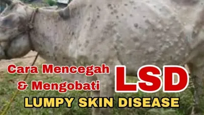 Munculnya Virus Lato-Lato pada Hewan Kurban