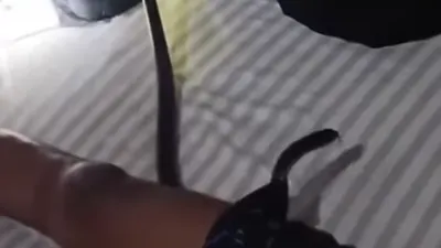 Viral! Asyik Tidur Lelap, Celana Boxer Pria di Thailand Kemasukan Ular Kobra