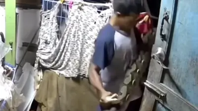 Potret Pemilik Kucing Coba Lindungi Anak Kucing dari Ular Sanca