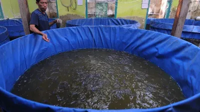 Ide usaha peternakan di kota, salah satunya budidaya ikan lele