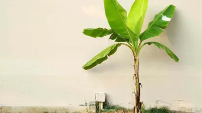 Tebak, hewan pertama yang mendapatkan pisang ini