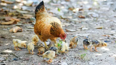 Salah satu dari 7 ide bisnis yang cocokdi kampung yaitu ternak ayam dengan hasil menjanjikan