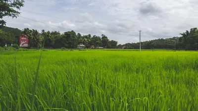 Tren Angka Penurunan Luas Panen dan Produksi Padi di DKI Jakarta Tahun 2024, Karena Banyaknya Pembangunan? 