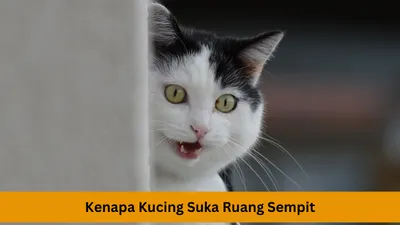 Mengungkap Psikologi Kucing: Kenapa Lebih Suka Berada di Ruangan Sempit, Ternyata karena 5 Alasan Ini 