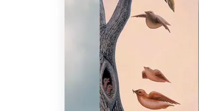 Tes Kepribadian: Apa yang Pertama Kamu Lihat, Pohon, Burung, atau Wajah Wanita? Jawabannya Bisa Ungkap Kebutuhan Terpendammu