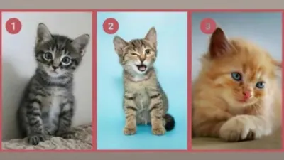 Cari Tahu Karakter Dominan Dalam Dirimu dari Gambar Kucing yang Kamu Pilih