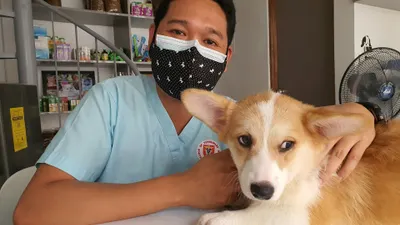 Ilustrasi Bisnis Petshop