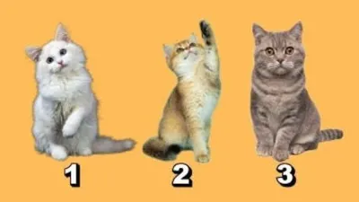 Tes Kepribadian: Cari Tahu Kelebihan dan Kekuranganmu Melalui Gambar Kucing Pilihanmu!