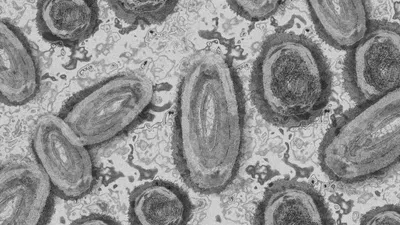 Cara Penularan Mpox atau Cacar Monyet dari Hewan ke Manusia Ternyata Begini, Cek Bagaimana Pencegahannya