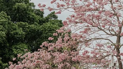 Fakta-fakta Tentang Pohon Tabebuya yang Mirip dengan Sakura...