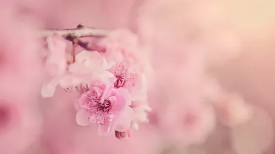 Simak 5 Kepribadian yang Dimiliki Oleh Orang yang Suka Warna Pink, dari Ramah Hingga Dermawan