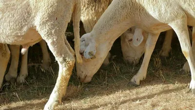 3 Daerah Penghasil Daging Domba Terbesar di DKI Jakarta, Produksinya Capai Puluhan Ton