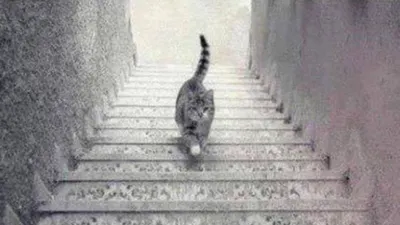 Gambar tes ilusi yang menunjukkan kucing dalam posisi ambigu ini disebut dapat mengungkapkan tingkat perhatian kamu.