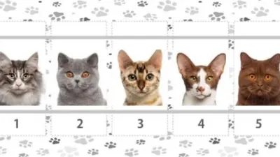 Tes Kepribadian: Pilih 1 Kucing, Hasilnya Ungkap Kepercayaanmu pada Intuisi