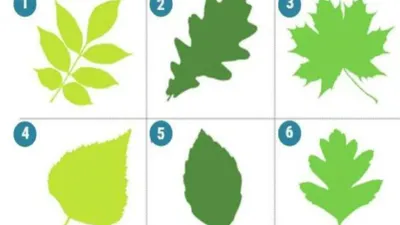 Tes Kepribadian: Pilih Satu Gambar Daun yang Paling Kamu Suka, Pilihanmu Melambangkan Karaktermu