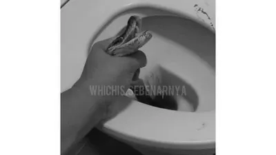 Viral! Alat Kelamin Pria di Thailand Digigit Ular Piton saat Buang Air di Toilet