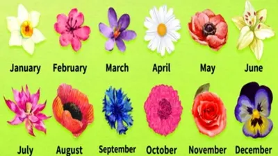 Ilustrasi Bulan Lahir