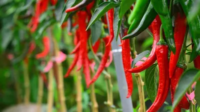 Tips ala Petani Kreatif! Lakukan Cara Ini Jika Ingin Tanaman Cabai Sehat dan Produktif, Dijamin Hasil Panen Melimpah Ruah (Shutterstock)