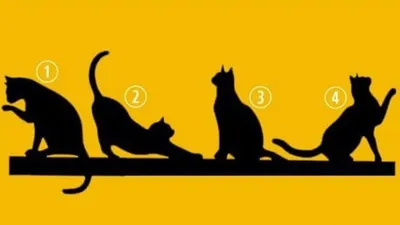Tes Kepribadian: Pilih Salah Satu Kucing yang Kamu Suka, Ketahui Tujuan Hidup yang Dimiliki 