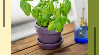 Basil