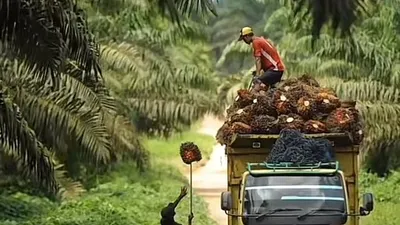5 Kota Penghasil Kelapa Sawit Terbesar di Indonesia, Hasil Panen Bisa Capai Jutaan Ton, Mana Saja?