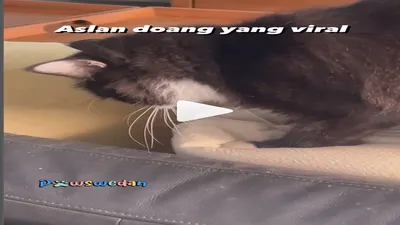 Kucing Anies Baswedan