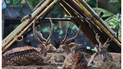 Taman Margasatwa Ragunan