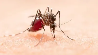 Waspada! Kasus DBD di Indonesia Naik 2 Kali Lipat, Kemenkes: Tadinya 15 Ribu Kasus Menjadi 35 Ribu 